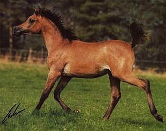 Gest�t Rothenberg - www.Gestuet-Rothenberg.de